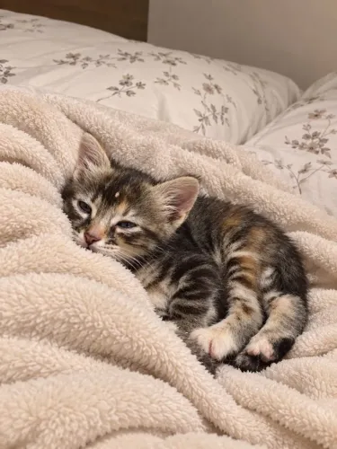 Gatinha para doação