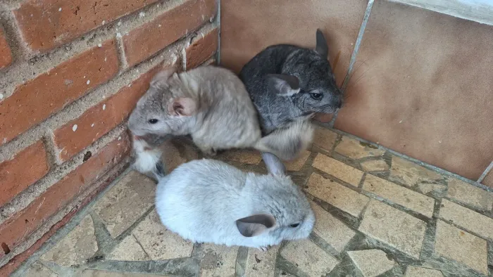 Chinchila