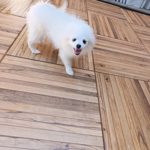 Spitz alemão Lulu Pomerânia