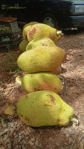 Jacas duras e mole