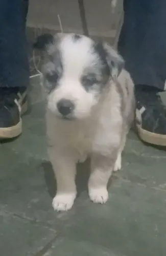 Border Collie Filhotes cor Merle com Pedigree 