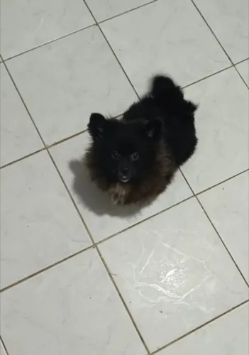 Pequeno porte lulu da pomeranea todo vacinado e vermífugado divido no cartão sem juros