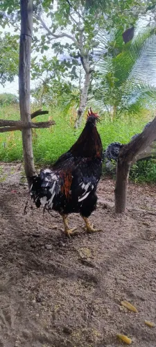 GALO GSB