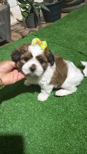 Shih Tzu micro carinhoso