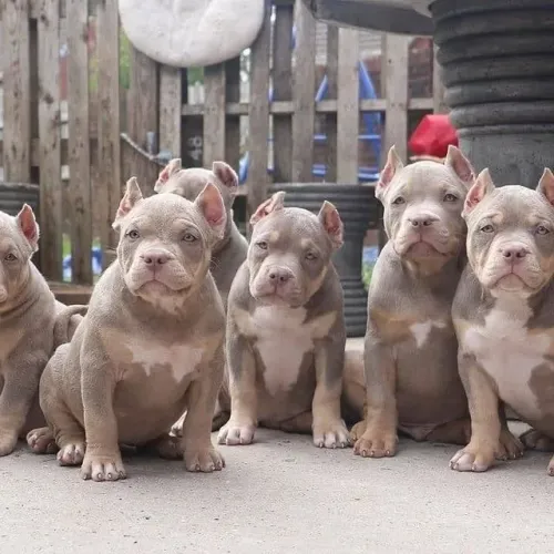 American Bully - Seu Próximo Grande Carinho Começa Hoje