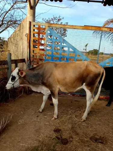 vendo vaca para leite