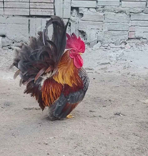 Galo/Galinha