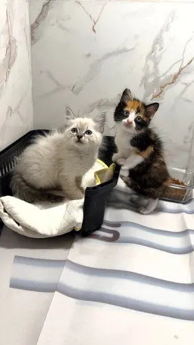 Belos Filhotes de Angora disponíveis