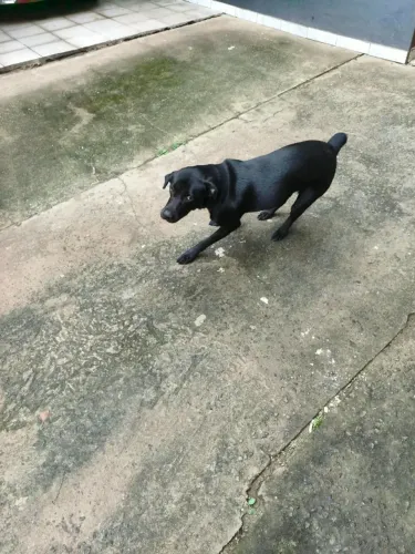 Doa-se Cachorro