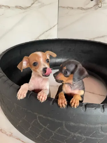 Vendo filhote de  Pinscher 