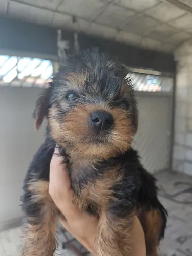 Yorkshire Terrier Fêmea
