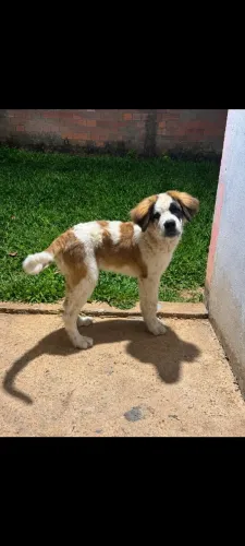 Vende-se filhote de são Bernardo macho pai e mãe no local 1500 interessados *