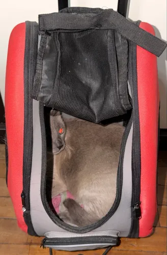 Carrinho de transporte para pets