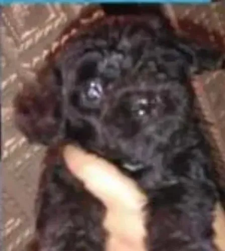 Poodle toy macho e fêmea disponível 800,00