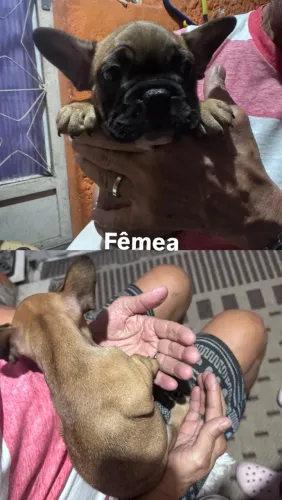 FILHOTES BULDOGUE FRANCÊS IRMAOS: OS DOIS JUNTOS: R$1.200/ SEPARADOS: R$700