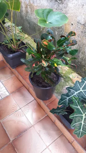 Vendo plantas crotom