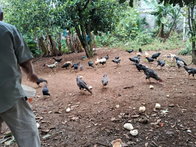 Aves