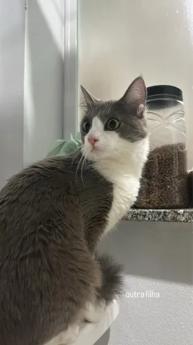 Doa-se gata filhote 9 meses 