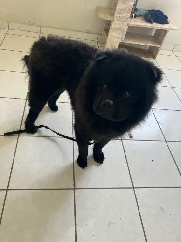 Chow chow macho para adoção 