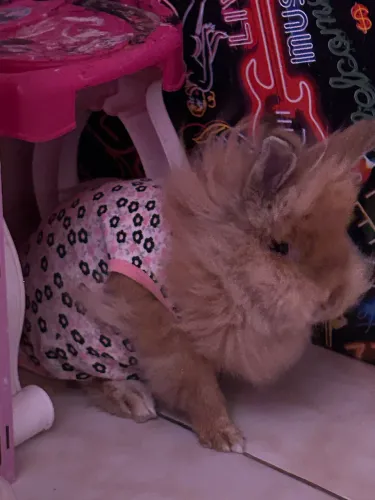 Coelho Lionhead