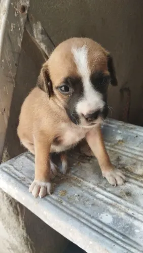 Doação de cachorrinhos 