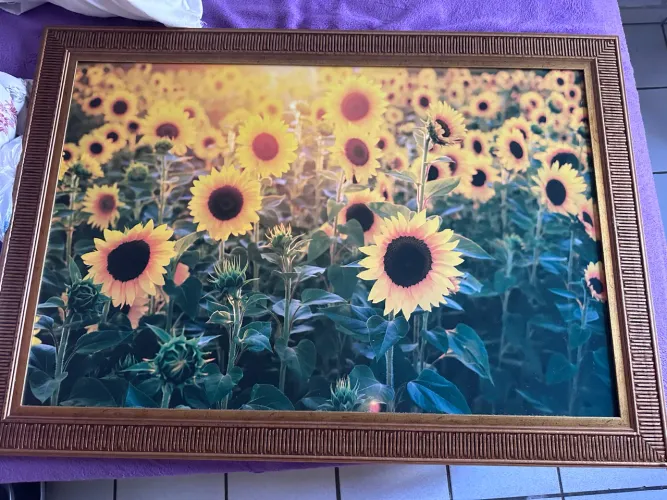 Quadro Girassol