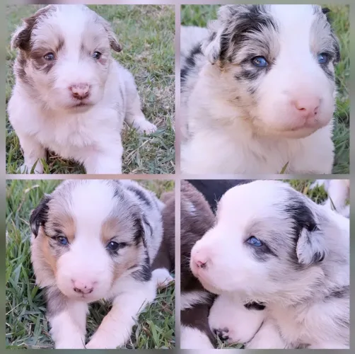 Border Collie instagram: @border.collie.br 