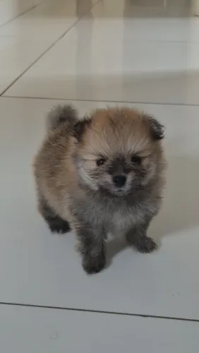 Vendo filhotinhos de cachorro da raça spitz alemão ( lulu da pomerãnia) 