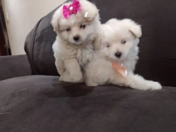 Poodle:: Fêmea :,,, Machinho (R$1.499.00 C/ A Vacina importada Parce-12X