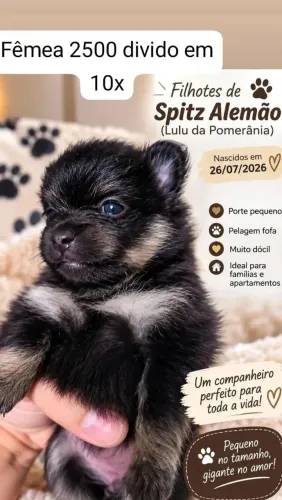 Vende-se fêmea filhote Lulu da Pomerânia anão 40 dias