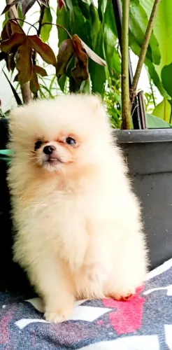 Filhote de Spitz Alemão macho