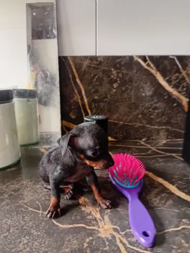 Pinscher macho 00000 muito pequeno