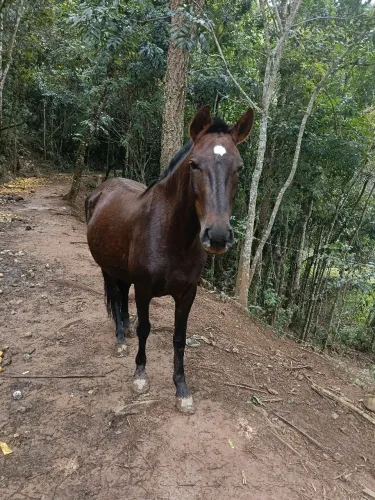 Égua boa para charrete ou trabalho(6 anos)