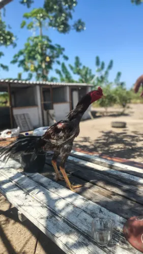 Galo Mura Exótico 