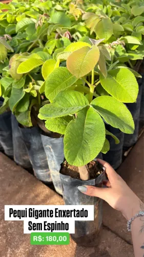 Muda de Pequi Gigante Enxertado Sem Espinho 