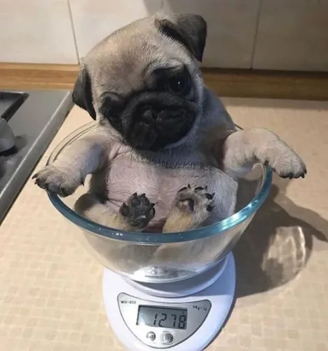 Filhotes De Pug - Encanto Que Transforma O Dia
