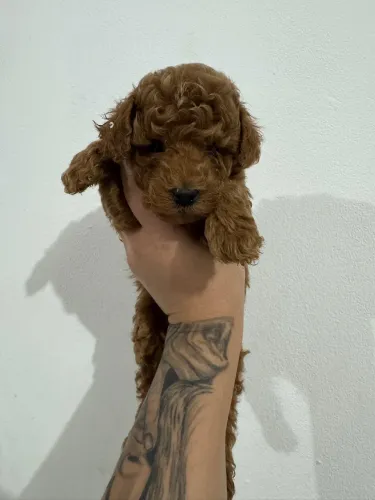     Poodle Toy Red com pedigree vacinado e vermifugado entrega hoje