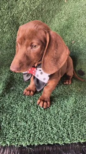 Filhote de Basset macho 