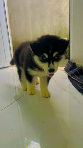 Cachorro husky siberiano wolly