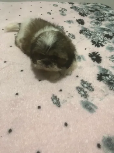 Lindos filhotes Shih Tzu