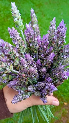 Lavanda ?