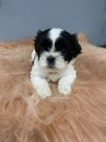 Shih tzu filhotes o presente mais fofo nesse dia dos namorados 