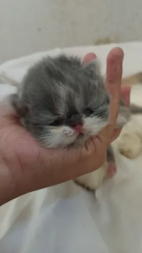 Filhote de gato Persa