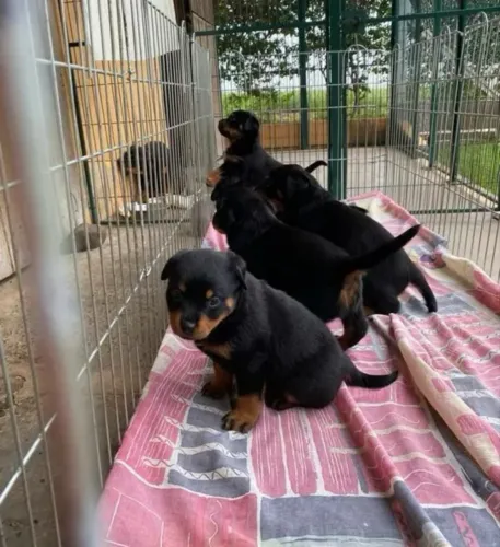 Rottweiler? a melhor escolha para o dia 12