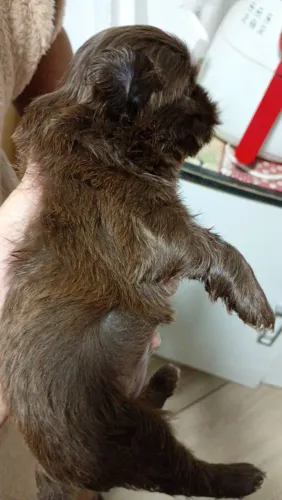 Vendo shitzu macho
