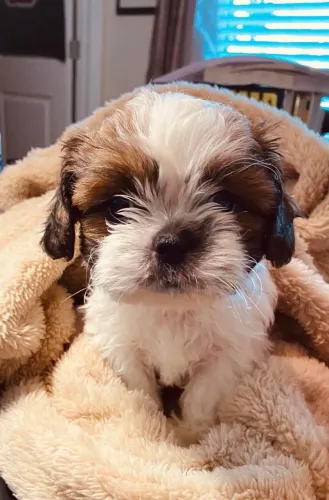 Shih tzu lindo e muito fofo