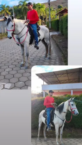 cavalo MARCHA PICADA