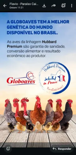 pintos de um dia