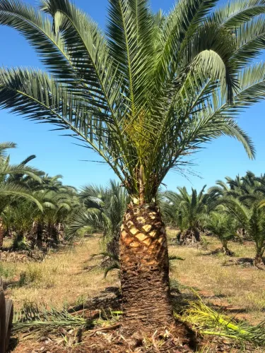 TAMAREIRAS ADULTAS 12 ANOS - PHOENIX CANARIENSIS E DACTYLIFERA - R$ 3.500