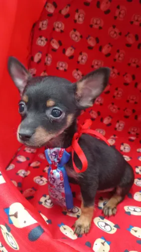PINSCHER 